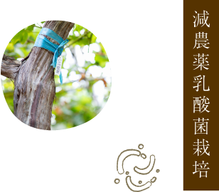 減農薬乳酸菌栽培